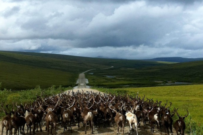 Best caribou viewing nome caribou krystal hensley pdkb5a
